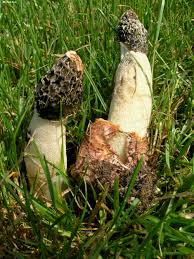 Attēlu rezultāti vaicājumam “Phallus impudicus”