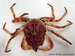 Image result for Hyas araneus