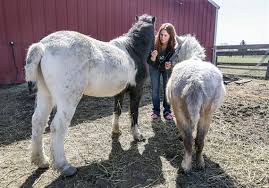 Resultado de imagen para sliced horse