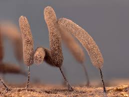 Attēlu rezultāti vaicājumam “Stemonitopsis aequalis var. microspora spores”