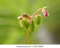 Attēlu rezultāti vaicājumam “Oxalis corniculata fruit”