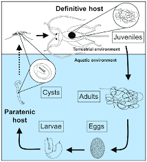 Attēlu rezultāti vaicājumam “Gordius aquaticus”