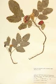 Attēlu rezultāti vaicājumam “Berberidaceae”