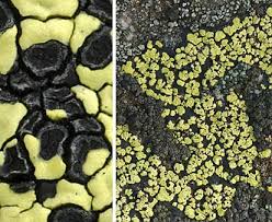 Attēlu rezultāti vaicājumam “Rhizocarpon geographicum”