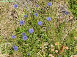 Attēlu rezultāti vaicājumam “Jasione montana”