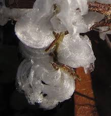 Attēlu rezultāti vaicājumam “Frost Flowers”