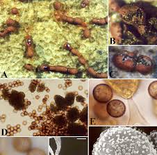 Attēlu rezultāti vaicājumam “Physarum bivalve spores”