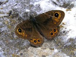 Attēlu rezultāti vaicājumam “Lasiommata petropolitana”