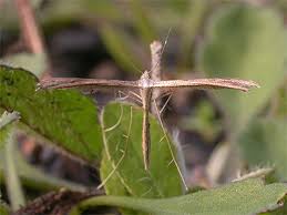 Attēlu rezultāti vaicājumam “Stenoptilia pterodactyla”