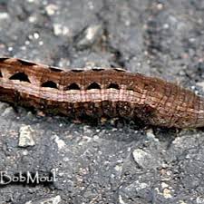 Attēlu rezultāti vaicājumam “Noctua pronuba”