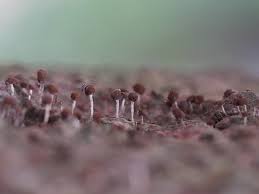 Attēlu rezultāti vaicājumam “Phleogena faginea stalked”