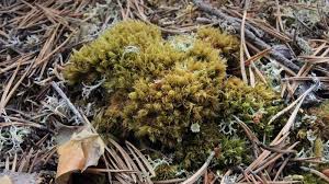 Attēlu rezultāti vaicājumam “Dicranum undulatum”