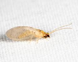 Attēlu rezultāti vaicājumam “Hemerobius perelegans”