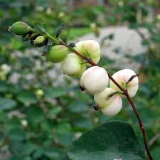 Attēlu rezultāti vaicājumam “Symphoricarpos albus fruit”