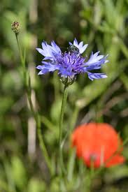 Image result for Centaurea cyanus