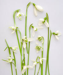 Attēlu rezultāti vaicājumam “Galanthus nivalis flower”