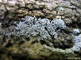 Attēlu rezultāti vaicājumam “Physarum diderma macro”