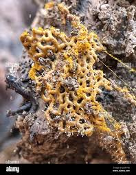 Attēlu rezultāti vaicājumam “Polycephalomyces tomentosus”