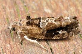 Attēlu rezultāti vaicājumam “Eudemis porphyrana”