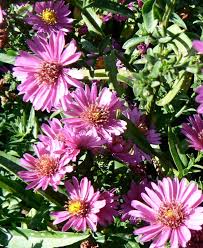 Image result for Aster novi-belgii