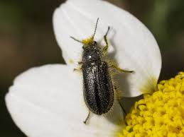 Attēlu rezultāti vaicājumam “Dasytidae”