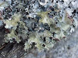 Attēlu rezultāti vaicājumam “Platismatia glauca”