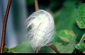 Attēlu rezultāti vaicājumam “Acronicta leporina larva”