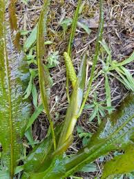 Attēlu rezultāti vaicājumam “Potamogeton lucens leaf”