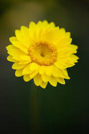 Image result for Helichrysum subulifolium