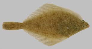 Image result for Parophrys vetulus