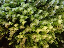 Attēlu rezultāti vaicājumam “Scapania mucronata”