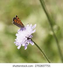 Attēlu rezultāti vaicājumam “Lycaena phlaeas underside”