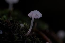 Attēlu rezultāti vaicājumam “Delicatula integrella”