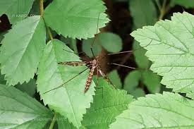 Attēlu rezultāti vaicājumam “Epiphragma ocellare”