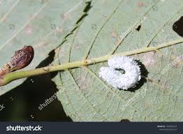 Attēlu rezultāti vaicājumam “Eriocampa ovata larva”