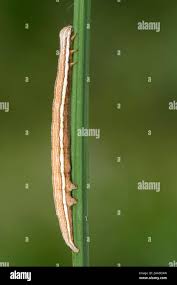 Attēlu rezultāti vaicājumam “Callistege mi”