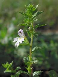 Image result for Euphrasia stricta
