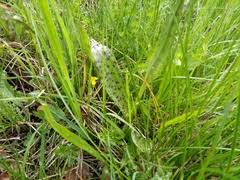 Attēlu rezultāti vaicājumam “Dactylorhiza majalis subsp. baltica bud”