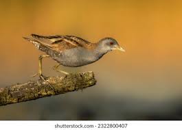 Image result for Porzana parva