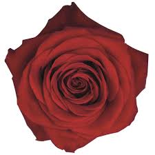 Image result for Red Rose Cc