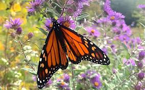 Image result for monarch butterfly