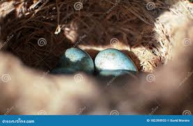 Attēlu rezultāti vaicājumam “Turdus merula eggs”
