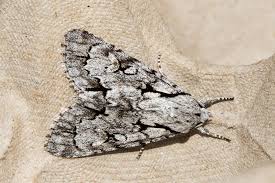 Attēlu rezultāti vaicājumam “Acronicta cuspis”