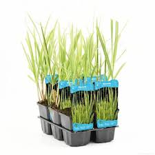 Attēlu rezultāti vaicājumam “Glyceria maxima”