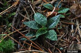 Attēlu rezultāti vaicājumam “Goodyera repens”