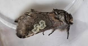 Attēlu rezultāti vaicājumam “Diloba caeruleocephala”