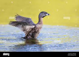 Image result for Podilymbus podiceps