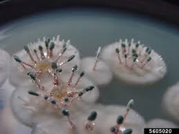 Attēlu rezultāti vaicājumam “Penicillium vulpinum”