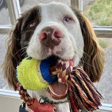 Image result for Epping Archers