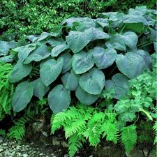 Image result for Hosta sieboldiana 'Elegans'